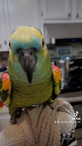 4.4K views · 608 reactions | Beaux, our 60 year old Blue-fronted Amazon parrot. He loves to sing! | A Parrot's Life For Me | Facebook