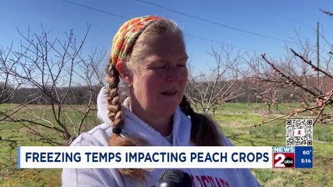 Freezing temperatures affecting TN peach crops