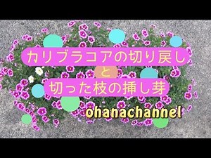 カリブラコアの切り戻しと挿し芽 Cut Back Calibrachoa and Cutting with cut branches!!
