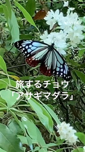 ♪やさしさに包まれたなら〜美しさに包まれてアサギマダラ🦋