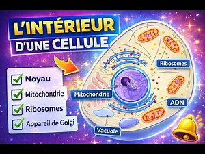 La Cellule Eucaryote Animale : Structure et Organites