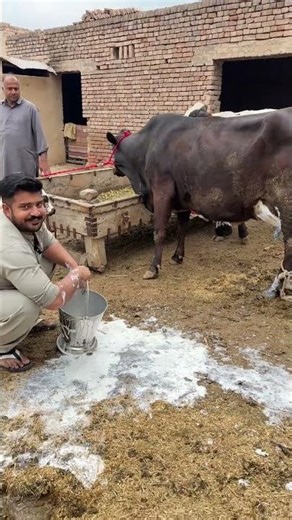 Ultimate Guide to Dairy Cow Breeding & Raising Techniques