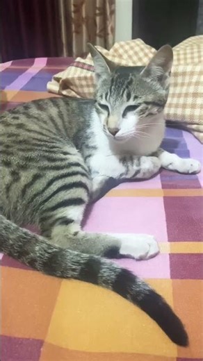 Ear and eye movement of my cat #cat #cats #catvideos #shortsfeed