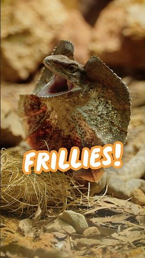 Come and meet the newest residents of Robert's Reptile House, our frilled-neck lizards! 🦎