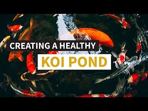 How to Build a Koi Pond