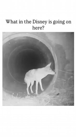 Decode the universe on Instagram: "The video captures a rare and fascinating interaction between a coyote and a badger, showcasing an example of interspecies cooperation in hunting, as documented in studies like the one by Kiliaan et al. (1991) and discussed on platforms like Treehugger and the U.S. National Park Service. This behavior is not commonly observed and highlights the adaptive strategies these animals employ to improve their hunting success. Coyotes and badgers often work together bec