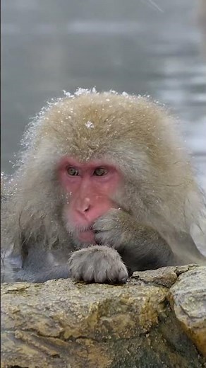 The Story of Macaques #japan