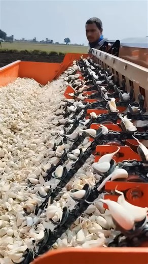 Garlic 🧄 planting machine | Denraks Machinery