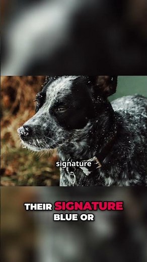 The Surprising Origin of the Australian Cattle Dog Revealed!