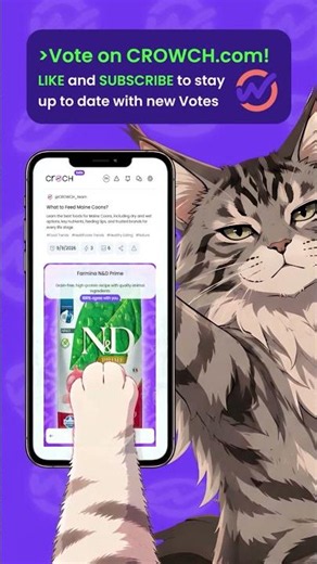 Best Food for Maine Coons? Don't Buy Until You Watch This! 😺