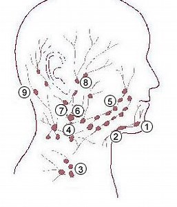 Superficial cervical lymph nodes - Alchetron, the free social encyclopedia