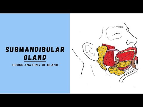 Submandibular Salivary Gland Anatomy