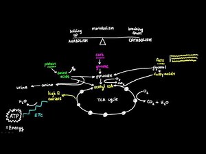 Basics of Metabolism