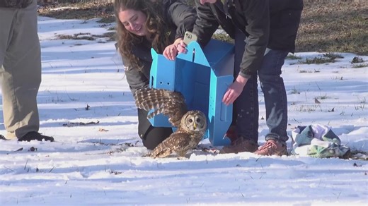 Barred owl takes flight again in Fayetteville after rare feather transplant saves its life