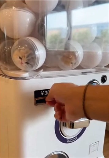 Cute cat surprise 😍🐈 #kitten #cat #cute #pets