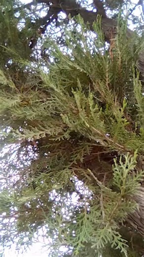Seagull Tree I.D: Are you a #Yew #Cypress #Juniper #Fir #Larch #Spruce #Hemlock #Pine #Cedar