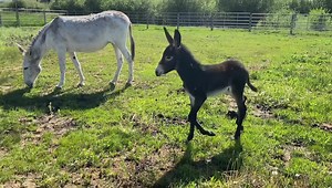 93K views · 10K reactions | TeaLa had the brilliant idea of turning out sweet Amos the mammoth donkey colt and mamma Darlin with Lily and Merle in our small grass pasture. Lily is recovering from a hoof abscess and is too lame still to chase Darlin or Amos if she felt inclined and she has no interest in stealing Amos like his aunties. The introduction went great and Amos really appreciated the room to run. Darlin was very pleased with the green grass. | West Elk Equine | Facebook