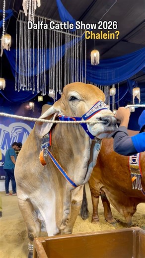 Dalfa Cattle Show 2026 Season 5