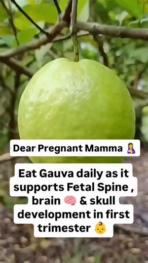 Dr.FATEMARIYAWALA on Instagram: "Why Pregnant Mums Should Eat Guava – Benefits for the Fetus 👶 ✅Supports fetal development in the 1st trimester : Eating guava with peel helps in the normal development of the baby’s spine, skull, and brain during the crucial early weeks. ✅ Rich in folate and vitamin C 1.One of the best natural combinations of folate (103–107 mcg/100 g) and vitamin C (228 mg/100 g). 2.These nutrients are vital in early pregnancy for brain and nerve formation and healthy tissue an