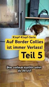Teil 5 Wo ist Hazel?! #bordercollie #kurzfilm #serie #cutedog #hundeleben #fortsetzung #dogshorts
