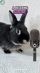 💘🐰 Get ready to laugh your heart out for a great cause! Join us at Mic Drop Comedy Club on Feb 16 at 1 PM (doors open at 12) for The Roast of Cupid — a post-Valentine’s champagne brunch benefiting the San Diego House Rabbit Society! 🍾🎤 Tickets are just $25.50 (service fee included), 21 only. Don’t miss the comedy, music, and fun! Grab your tickets now at http://micdropcomedy.com, the link in our bio, or http://sandiegorabbits.org. Let’s brunch, laugh, and support bunnies together! 🐇❤️ #Roas