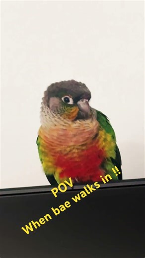 #scream #BAE #conure