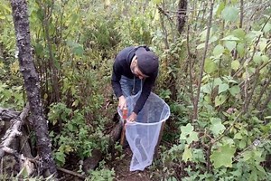 Monarch butterflies: can 'assisted migration' save this important species?