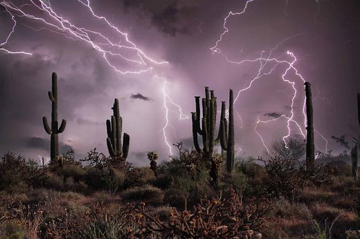 Discover the 11 Most Dangerous Animals in Arizona's Deserts