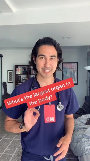 What’s the largest organ in the body? #doctor #learnontiktok #health #wellness
