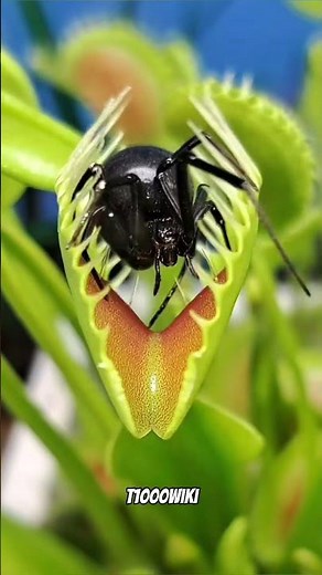 Top 3 Scariest Carnivorous Plants You Didn't Think Existed