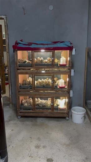 Start Your Livestock Farming Journey Today!