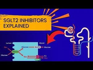 SGLT2 Inhibitors Explained -The Kidney’s Secret to Diabetes Control