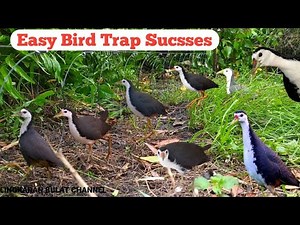 Easy Bird Hunting Method Using Natural Trap #NaturalBirdHunting
