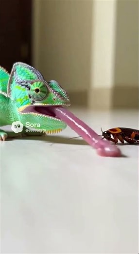 You’ve Never Seen a Chameleon’s Tongue Hunt Like This Fast Strike #wildlife #nature #chameleon