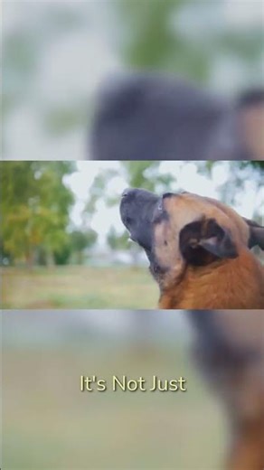 K9 Heroes: From Service to Beloved Family Pets!