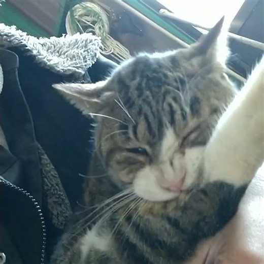 テスト送信してます。どんな野良猫も追い出してしまううちのギャングスター😎 #cat ＃ギャングスター＃