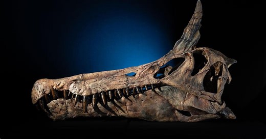 University of Chicago researchers discover new dinosaur