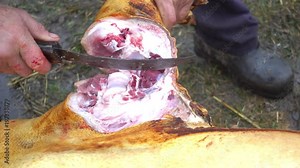 Cutting and cutting of pig carcasses in Europe and Asia 4k video.