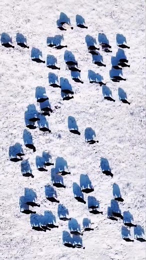 The shadows of moving goats | Nature And Wildlife