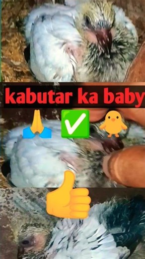 kabutar ka baby 🪺