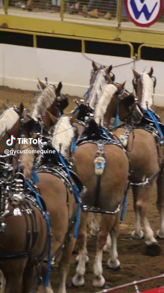 Good morning all you drafty lovers - I give you your 2024 best in show! #belgiandraft #belgianhorse #belgiandrafthorse #belgiandrafthorses #nationalwesternstockshow #nwss2024 #drafthorse #drafthorses #horsetok #carriagehorse #drivinghorse #horseshowphotography #horseshowphotographer #drafthorsesoftiktok