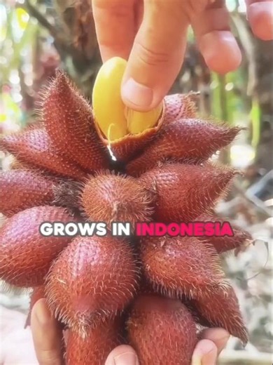 99% of People Have Never Seen This Fruit