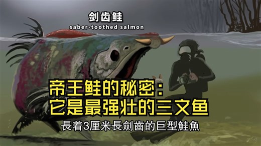 帝王鲑的秘密：它是最强壮的三文鱼，也是最顶级的海鲜，为了繁殖它把自己变成怪物，并且凭实力拯救了五大湖的灾难！