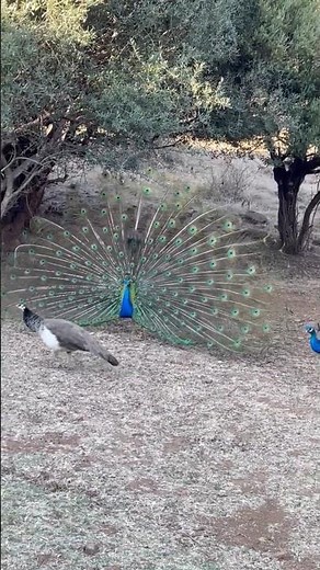 Peacock mating dance