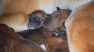 Six pure dingo pups born at Australian Reptile Park