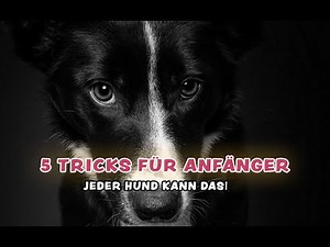 Learn dog tricks: 5 tricks for beginners 🐾 | Every dog ​​can do it!
