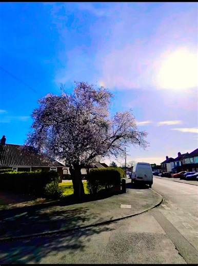 Spring Is Waking Up 🌸 Beautiful Nature #Shorts
