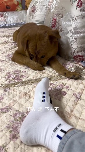 right You can't change the fact that your feet stink even if you frame me😂👏 #puppy #pets | Please call me Fatty