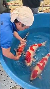 DAINICHI KOI FARM 4YR HARVEST! JUMBO KOI!!
