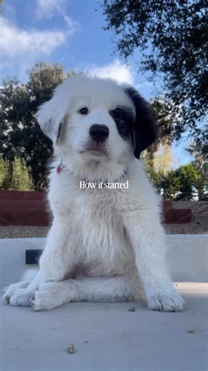 Marketing Strategist | Beauty Industry Veteran on Instagram: "We’ve had Dottie for exactly one year 🐶 We brought her home at 8 weeks old, and she quickly earned the title of our good bad dog 😂 In the past year she’s chewed multiple rugs (plural for a reason), dug more holes than we can count, and sacrificed a few of the kids’ toys along the way. Puppy life is not for the faint of heart… but man, is it worth it. She’s fit into our family in the messiest, most perfect way. A true Great Pyrenees 